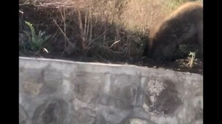 Wild wolves were spotted in the wild