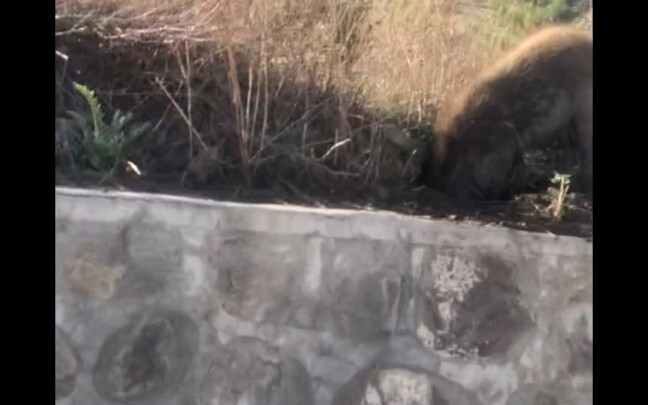 พบหมาป่าในป่า