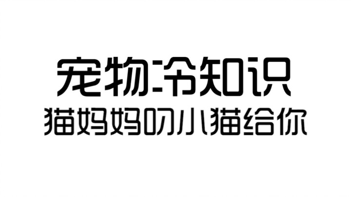 لماذا تحمل الأم القطة صغيرها إليك؟