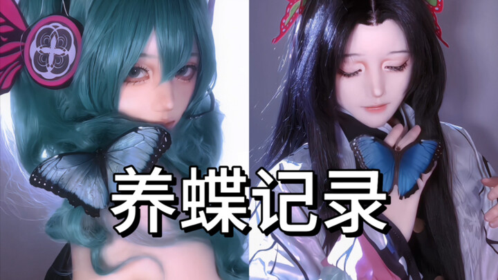 Hướng dẫn nuôi bướm (Phần Anh Quốc | Bướm Heliconius)