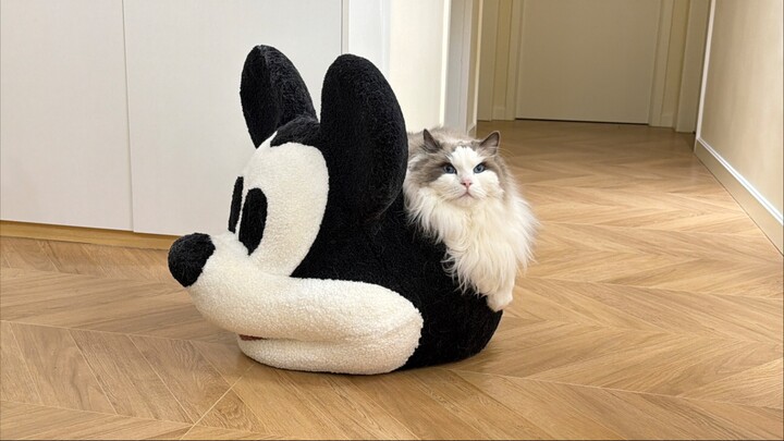 Mèo và Chuột Mickey