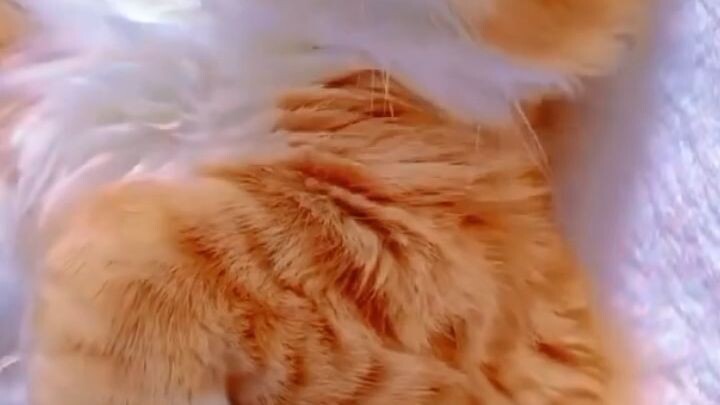 meow meow 🫤