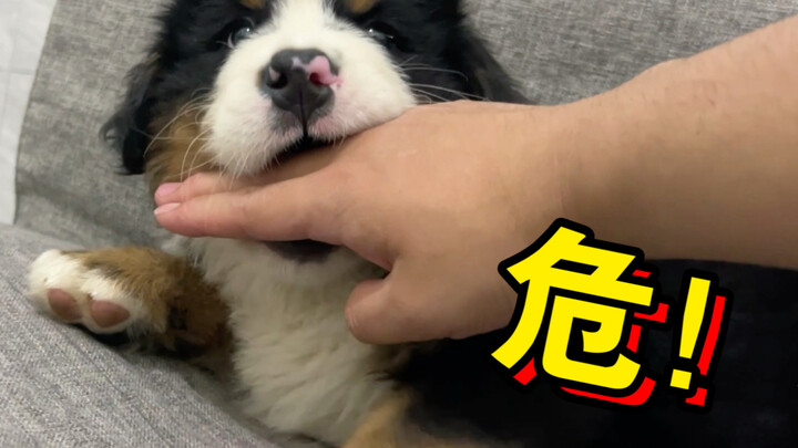 Bernese Mountain Dogs like to bite people, but a few slaps will cure them immediately!