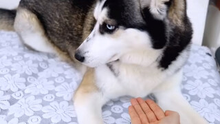 [Cún cưng] Đặt tay trước mặt Husky ngáo sẽ thế nào?