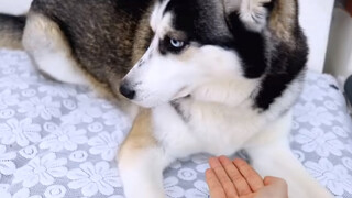 Dog Video | When You Put Your Hand In Front Of A Husky