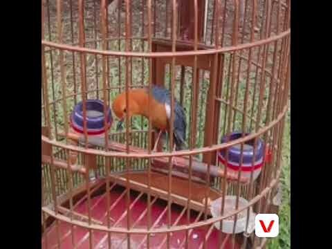 Terapi suara pancingan Anis merah supaya cepat tugler