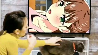 rekomendasi anime hentai