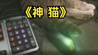 不知道怎么解释，我的猫会用尾巴按鼠标...