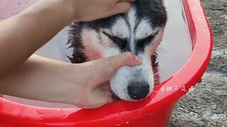 I heard you want to raise a Husky???