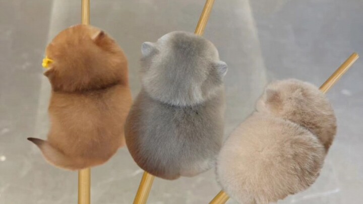 หมูปิ้งแมว เธออยากลองสักชิ้นมั้ย?