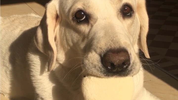 When you tell your Labrador: You can only take a small bite (2)