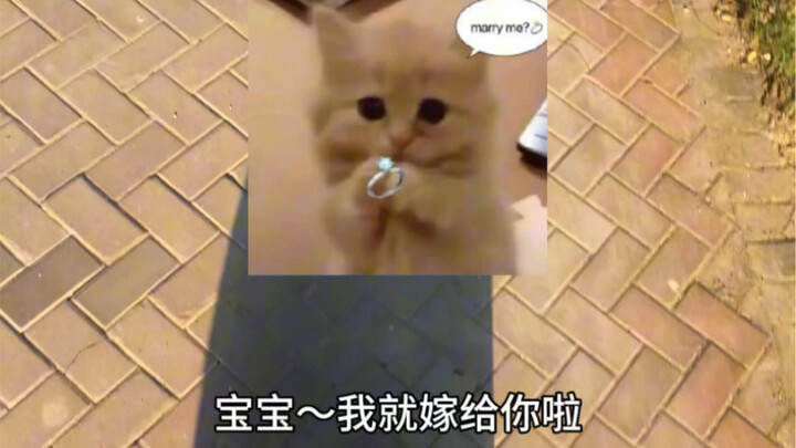 Báo cáo! Hôm nay mình mặc Hán phục~ Cậu chỉ muốn chơi với mình thôi, thật hay giả vậy 0.O