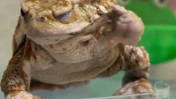 It turns out that the croaking we often hear comes from them.