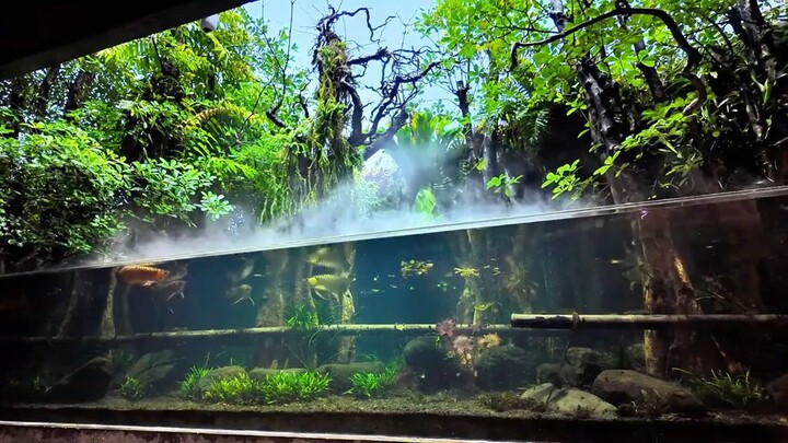 Mega Tank, Arwana 🌳🐟