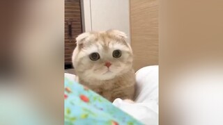 Đáng iu quá các nhà nhỉ, follow em nhé❤ cat meo catcute chomeo meocute tiktokmeo meotiktok xuhuong trend viral videomeo meodethuong