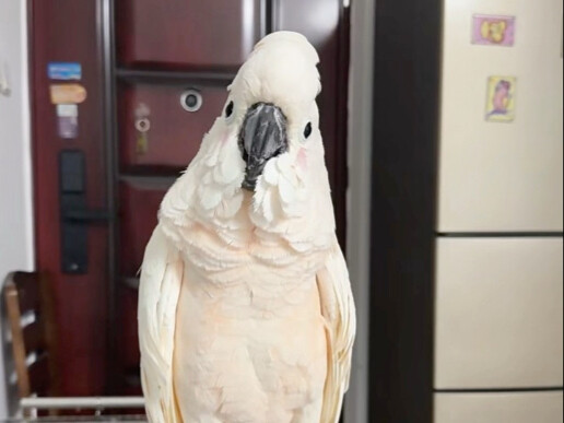 แบบทดสอบนิสัยลูกไก่?