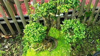 bonsai serut