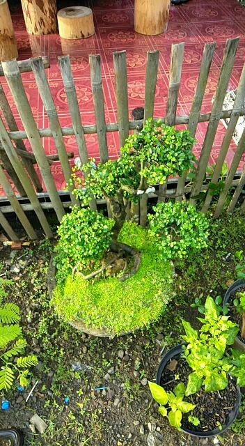 bonsai serut
