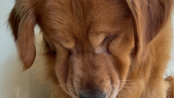 Chú chó Golden bị chủ làm cho bật khóc