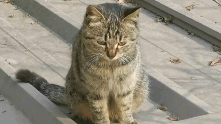 How a little country cat invites you downstairs to play together