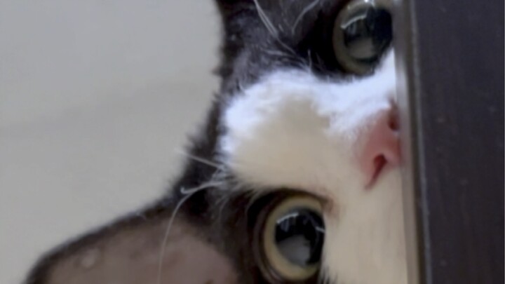 Attention-seeker~ She’s practically figured me out completely!