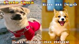 Thú Cưng TV | Dương KC Pets | bông bé bỏng có bạn mới | bí ngô | chó vui nhộn | funny cute smart dog