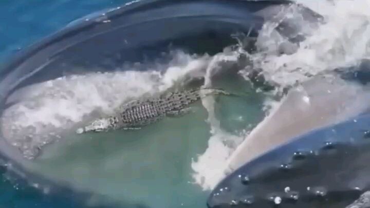 whale🐳🐳🐳🐳🐳