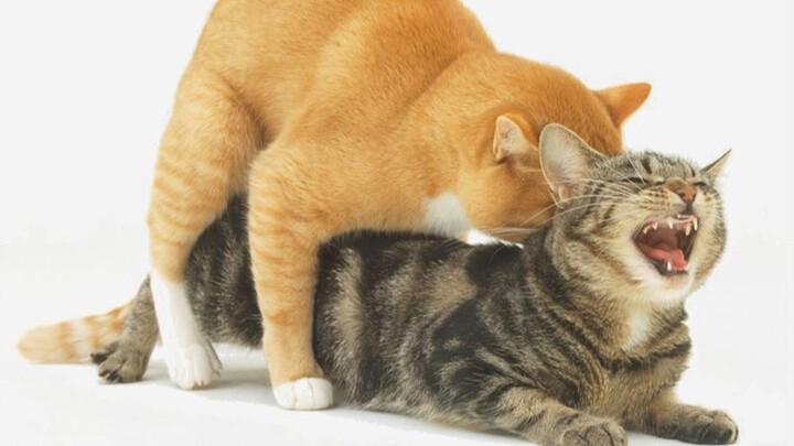 [Popular Science] It's so embarrassing! Counting down the seven "evil deeds" of cats during estrus! 