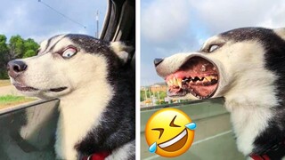 Tik Tok Chó Mèo Hài Hước Và Dễ Thương Nhất Thế Giới | Thú Cưng Siêu Quậy | Funny Tik Tok Animals