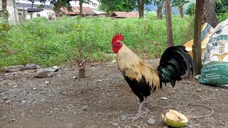 AA&F Backyard gamefowl