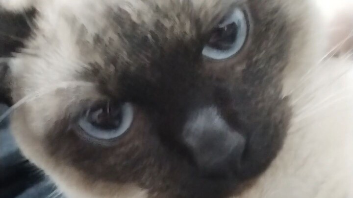 เมื่อก่อนแมวตัวนั้นไม่เลี้ยงแล้วเหรอ