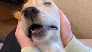 كلب التهدئة: أنا البريء الطاهر، أنا القاسي بلا رحمة، أنا