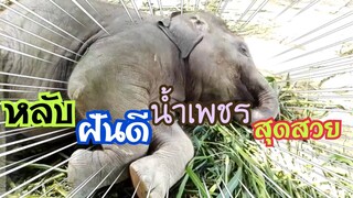 ฝันดีจ้า....น้ำเพชร