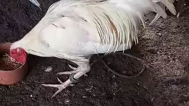 tsang Nelly's white🤍🖤