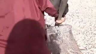日本可能撑不到s3开启了