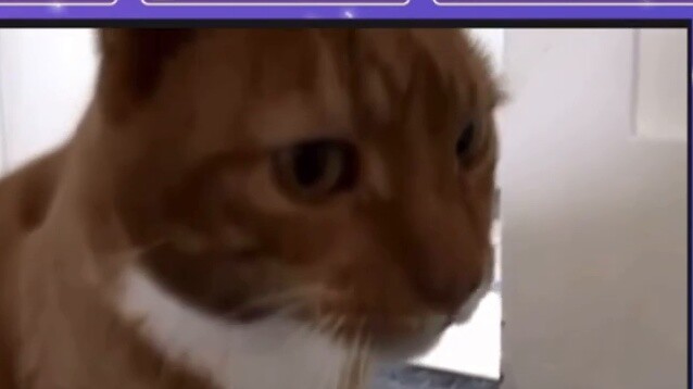 Shoto archaeological slice png｜Cat Healing Method (21/01)