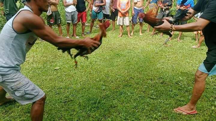 Sunday grind red tape win #sabong