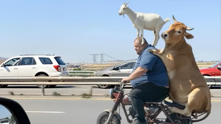 Sapi dan kambing 😱