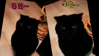 看不到脸的侧颜你们喜欢吗？挑战全网猫咪绝美侧颜！