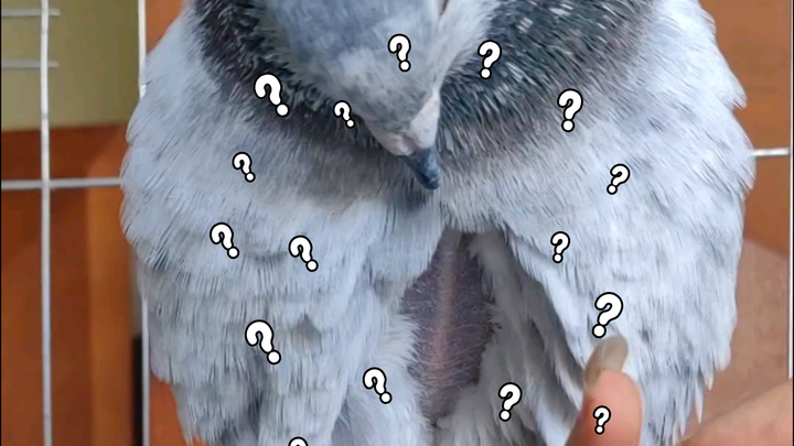 Just in case you’ve never seen a pigeon “bloom” before