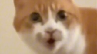 Which one is actually a cat's meow?