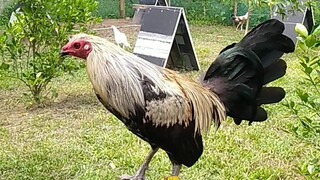 black grey #jmrapado