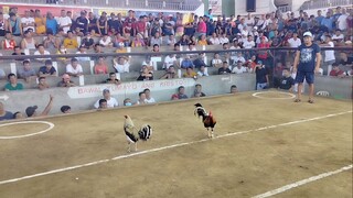 3-Cock UDC 04-21-23 .     1st fight Win.     #Pampanga JR Farm.