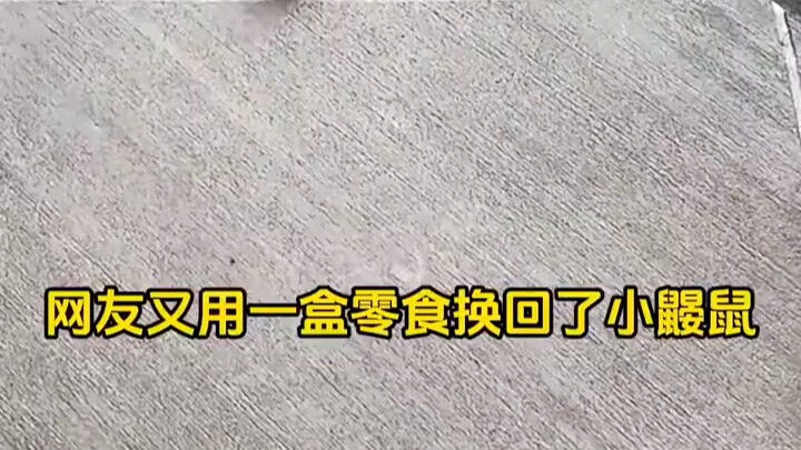 หมาจับหนู