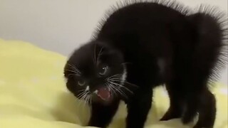 In the Name of Meow!