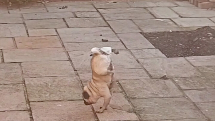 Showing off my dog—time to bring out the tricks!