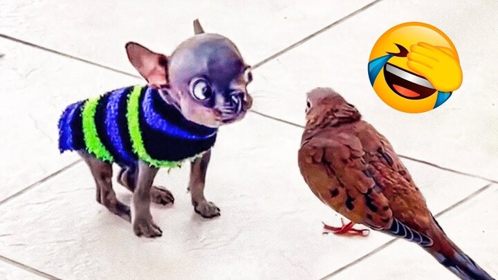 Funny Cats And Dogs Videos 🤣 - Funniest Animal Videos 2023! 🤗