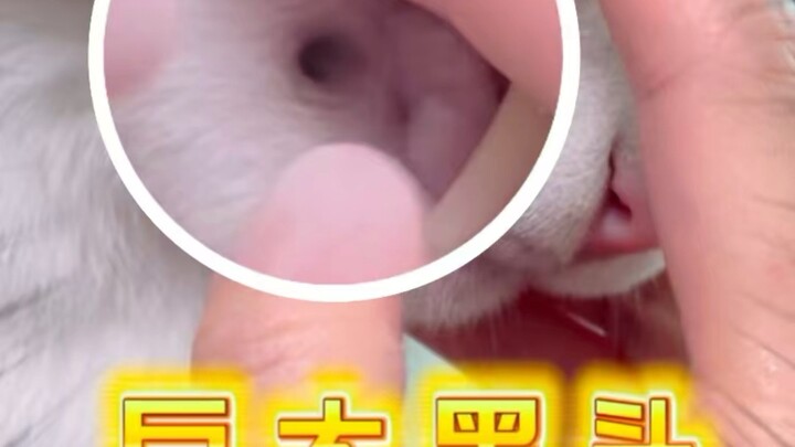 Momen imersif memencet komedo besar pada kucing ✨ Bikin ngilu banget!