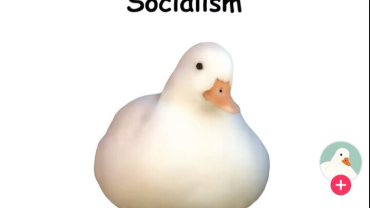 TikTok uses ducks to explain socialism