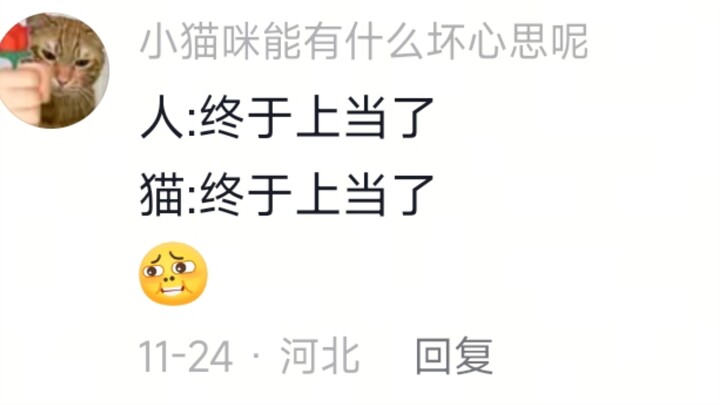 Nhớ nhé, mèo lúc nào cũng là Hunter × Hunter!